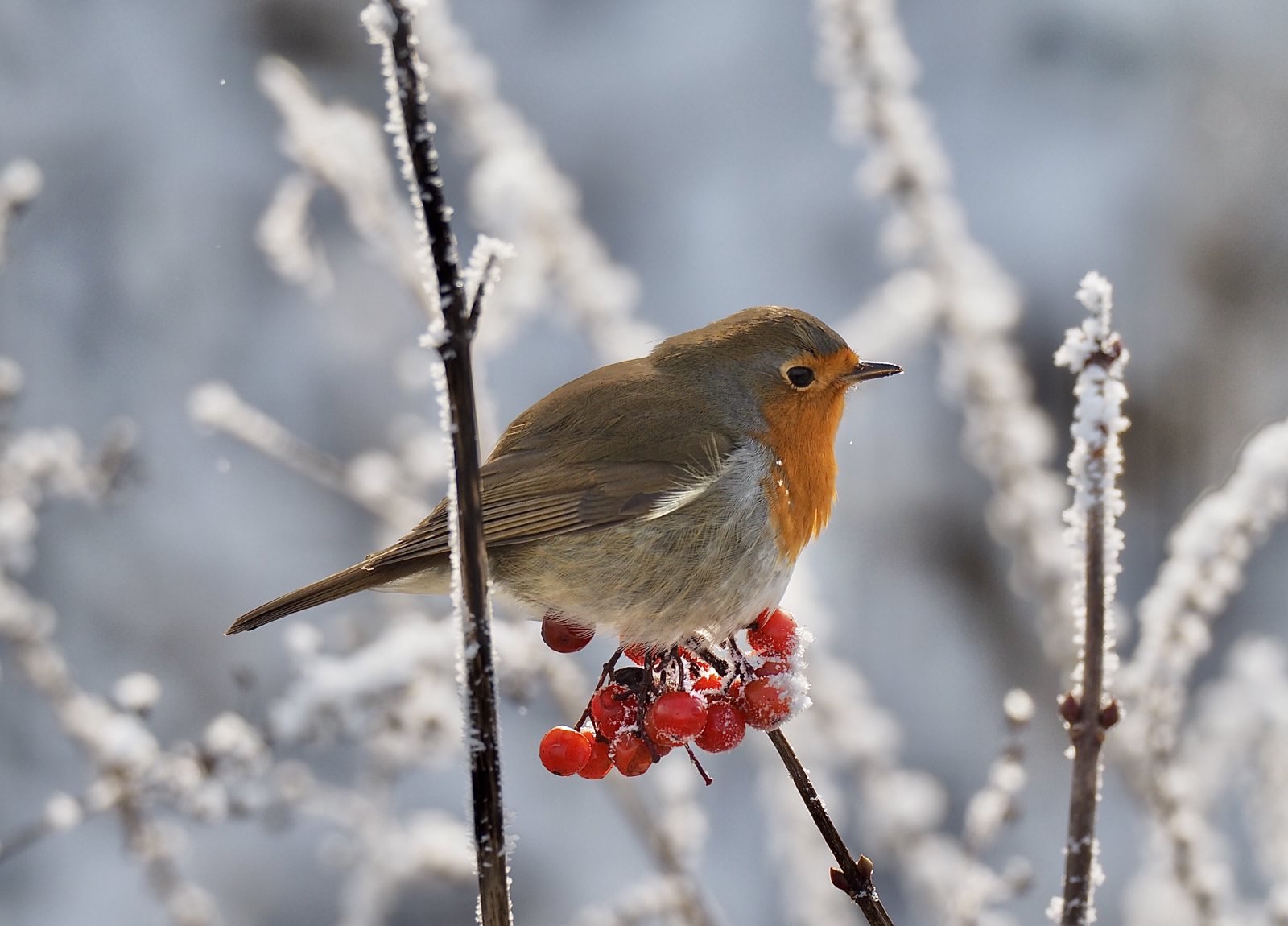 Mit dem NABU über die Mathildenhöhe und Rosenhöhe @ Treffpunkt ist im Olbrichweg am Zugang zur Mathildenhöhe in Darmstadt.